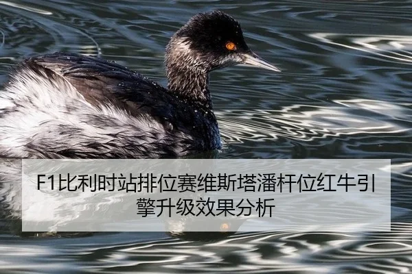 bi-li-shi-zhan-pai-wei-sai-wei-si-ta-pan-gan-wei-hong-niu-yin-qing-sheng-ji-xiao-guo-fen-xi-3-753.jpg